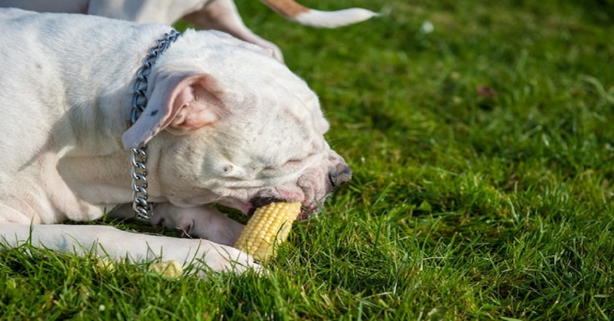 Can Dogs Eat Corn