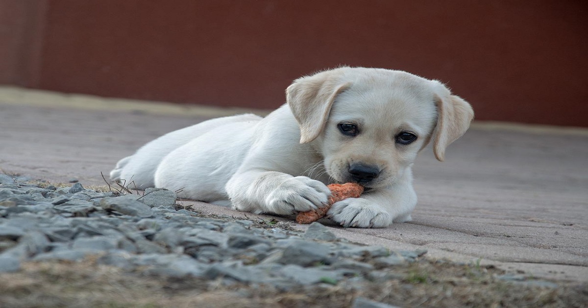 Can Dogs Eat Carrots