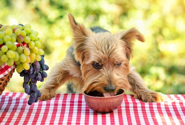 Can Dogs Eat Grapes