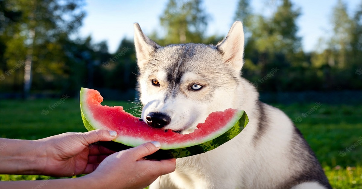 Can Dogs Eat Watermelon