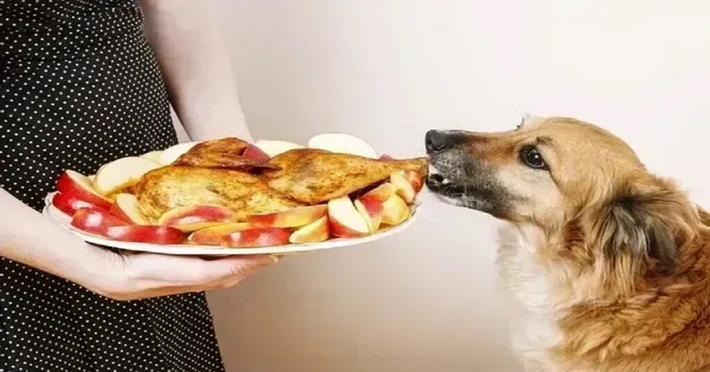 Can dogs Eat baked Chicken