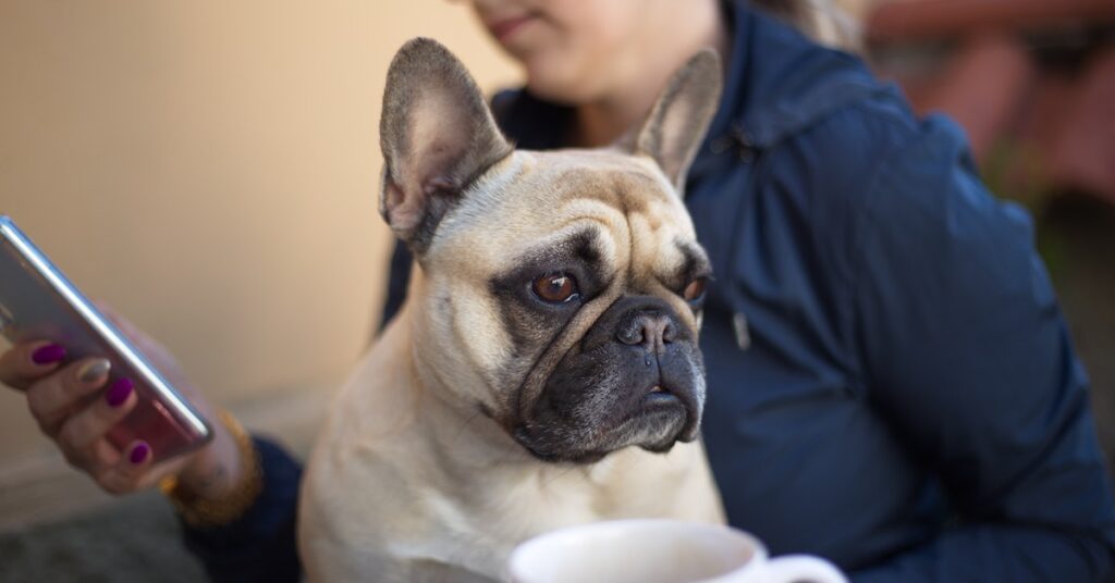 Do Fluffy Frenchies Shed