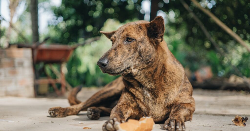 Can Dogs Eat Bread