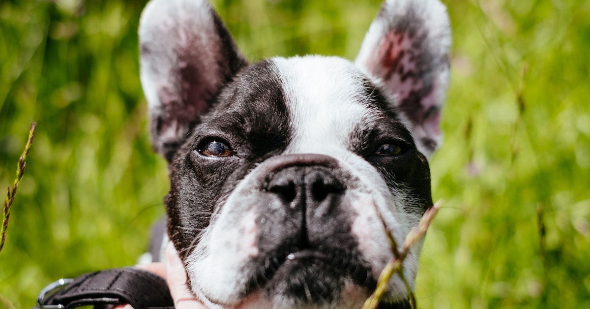 Fluffy Frenchies worth