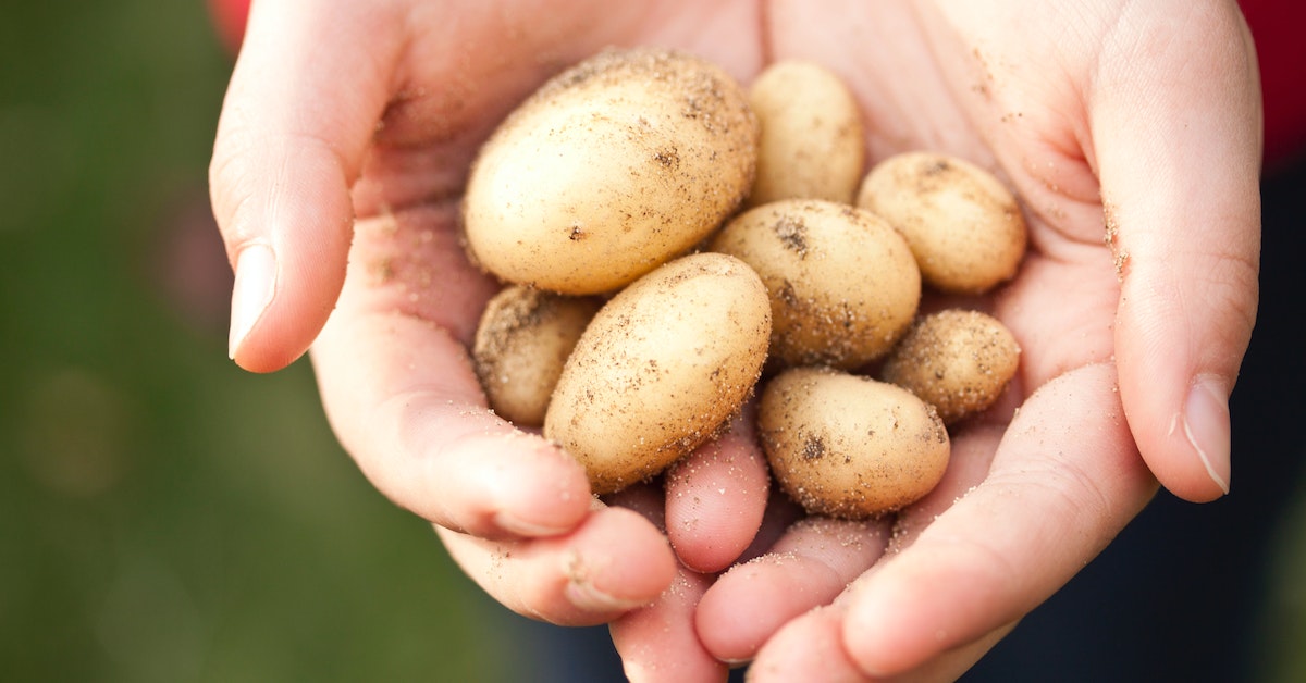 Can Dogs Eat Potatoes