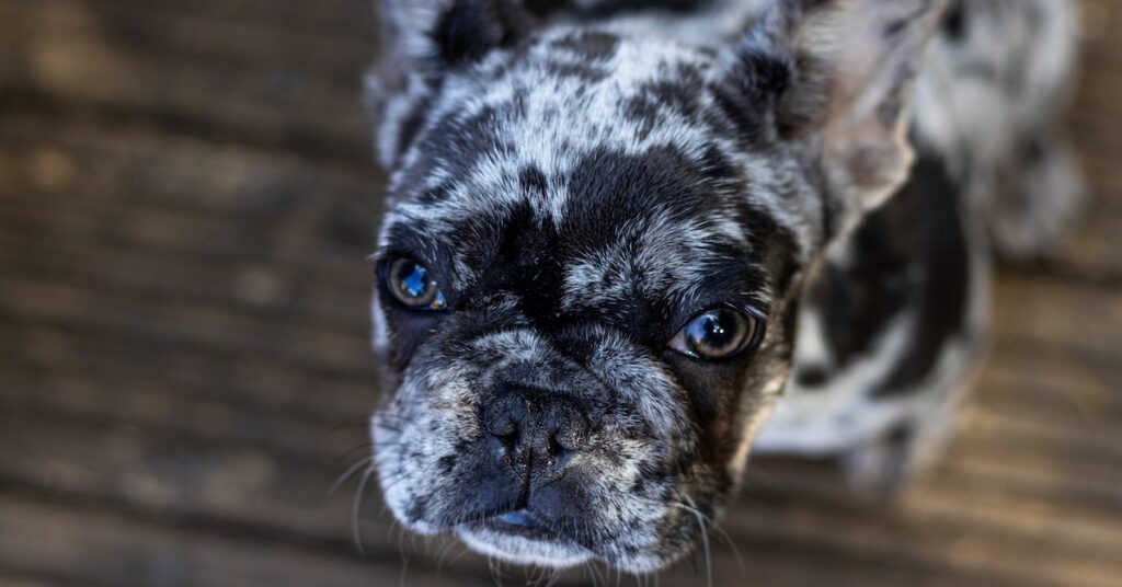 Fluffy French Bulldog