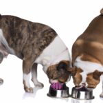 Can Bulldogs Eat Cat Food